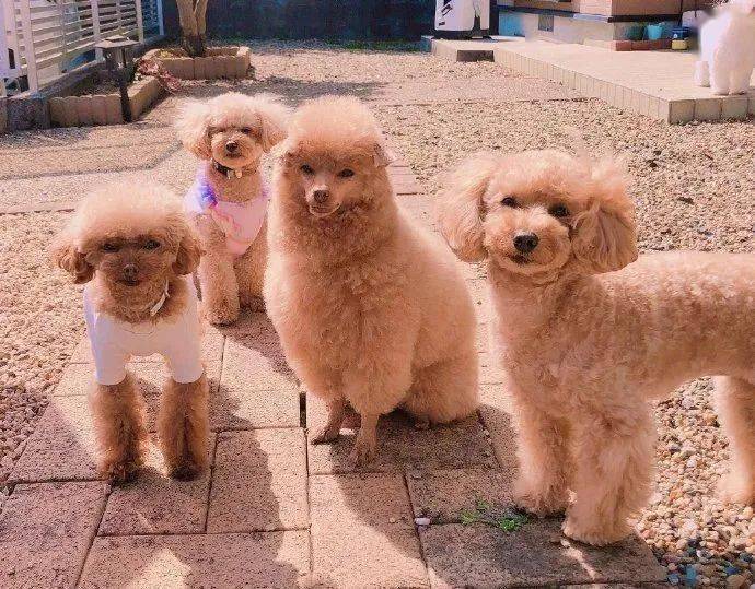 给狗子整了个新造型后,贵宾犬变草泥狗?
