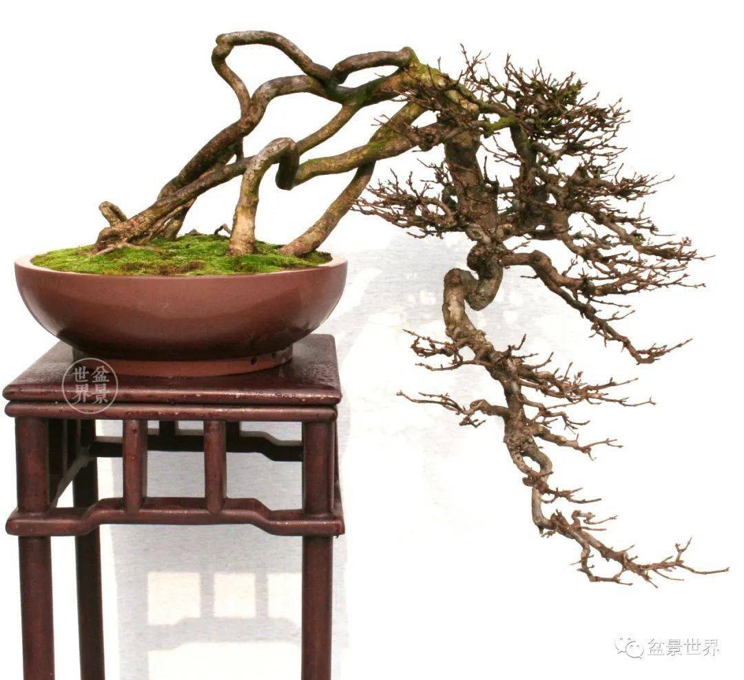 刘胜才作品《绝俗》,荣获2014年首届中国杯盆景大赛最具产业化生产