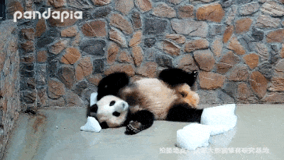 出彩滚滚大熊猫的夏天都是怎样度过的呢