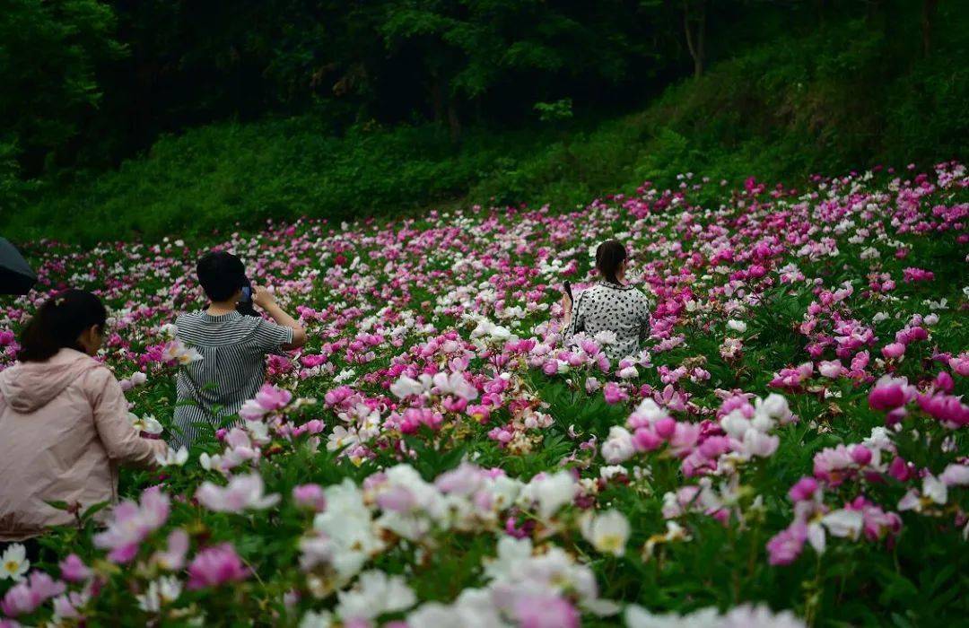 平利县城关镇:农旅产业的花样创新_芍药