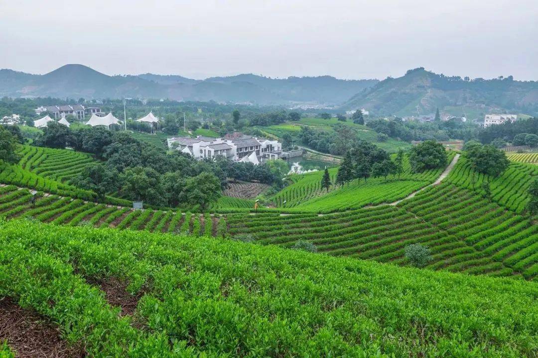 1199起/2晚--憩于帐篷下,隐于万亩茶园间!更有270°露台景观!