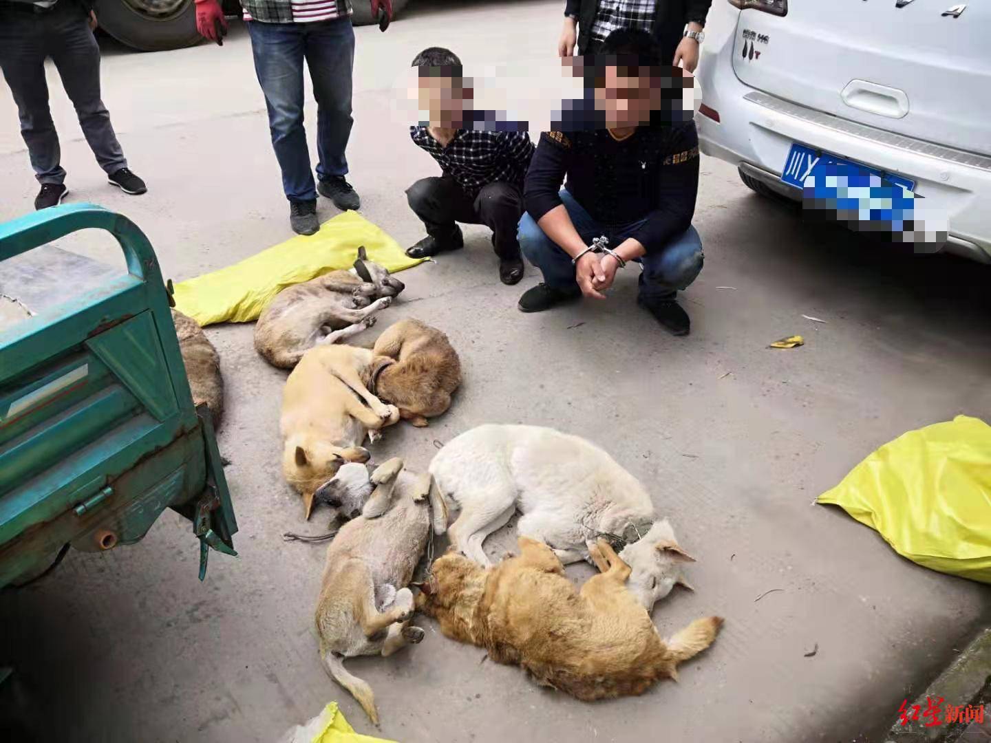 偷狗,杀狗售卖"一条龙!四川岳池警方打掉一个针对狗狗的犯罪团伙