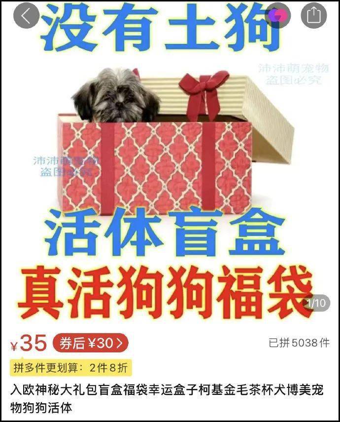 网购平台惊现宠物活体盲盒为了赚钱人性都没了