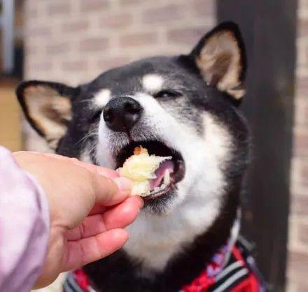 柴犬吃了一口面包,这一脸满足的表情,超级可爱!