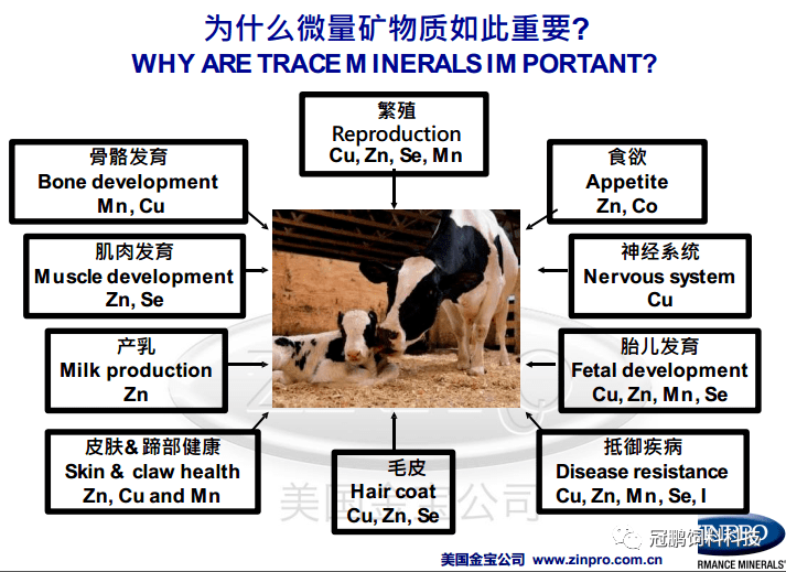 【技术】2019反刍动物蹄病国际研讨会.东京||牛蹄的生物力学(2/2)