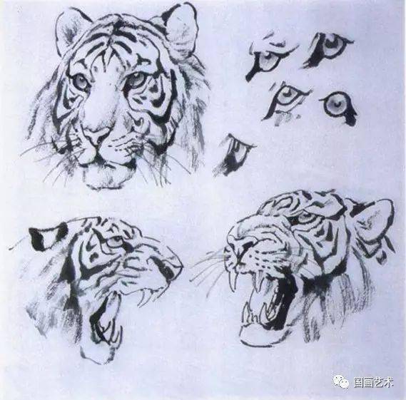 图文教程一学就会画老虎