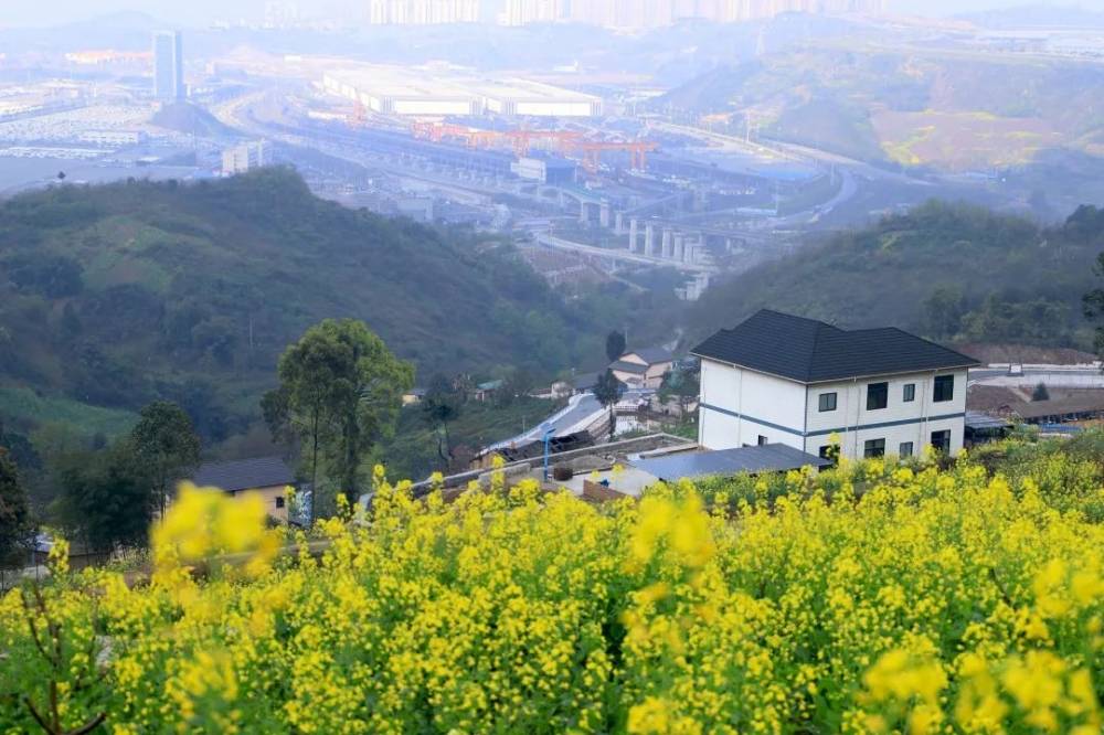 鱼嘴镇井池村 农家房舍炊烟袅,田间小径百花绕