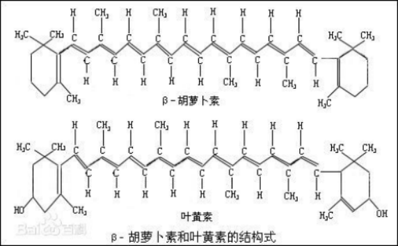 橘子吃多皮肤会变黄嘛?_胡萝卜素