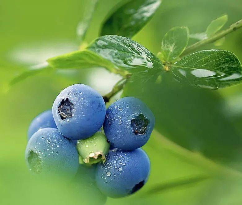 蓝莓外表布满奶白色的花青素,摘一颗蓝莓品尝,口感香甜脆爽,刺激着