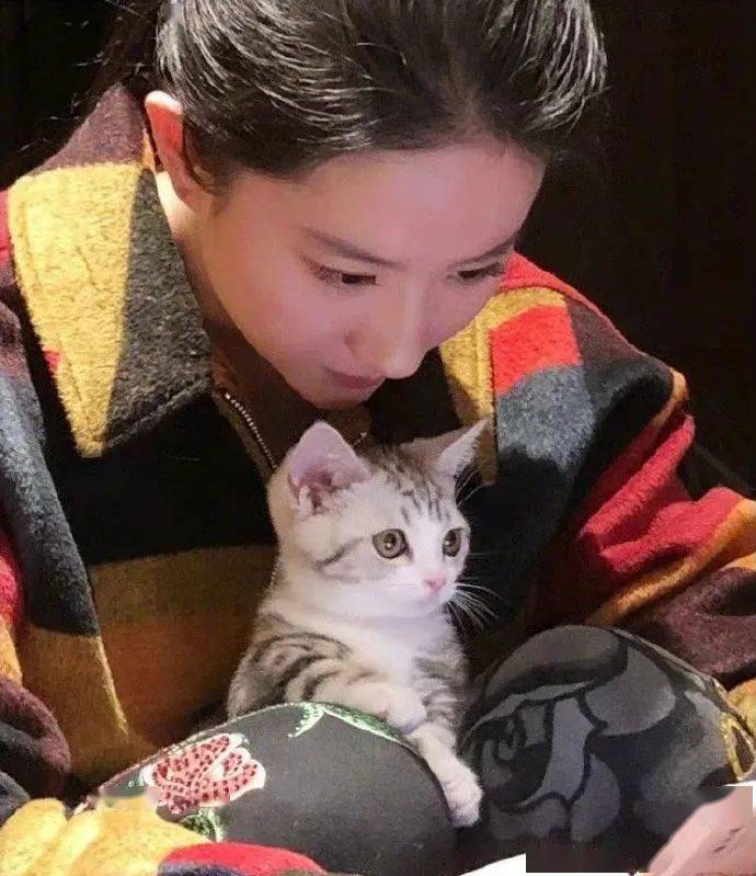 刘亦菲|猫与少女