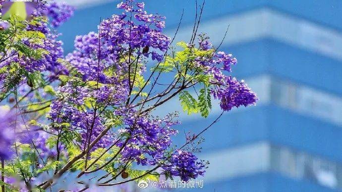 五月限定的浪漫!成都蓝花楹赏花地大盘点