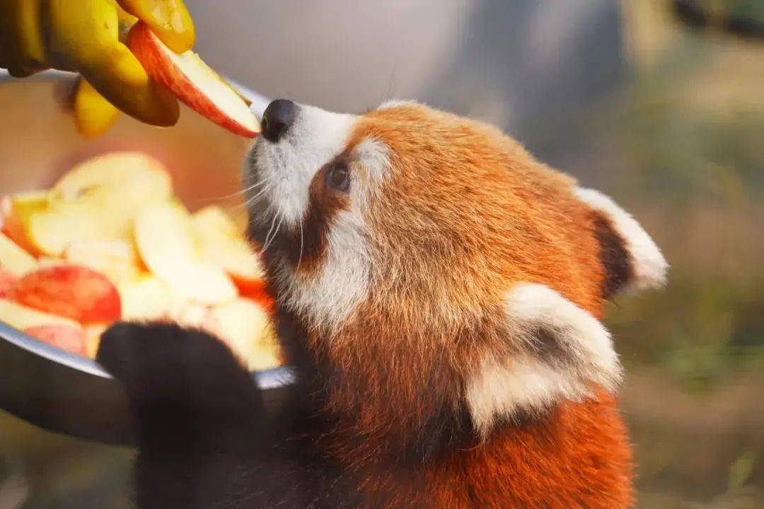 物外· 讲堂|卖萌担当小熊猫,欢喜坨与糯米鸡来啦