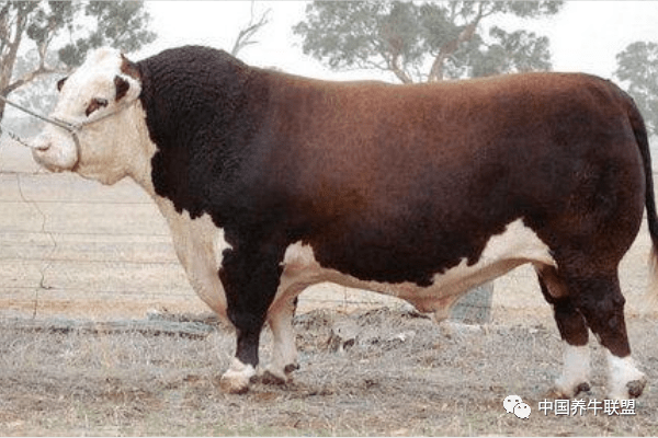 世界十大重型牛品种契安尼娜牛体型最大中国延边牛上榜