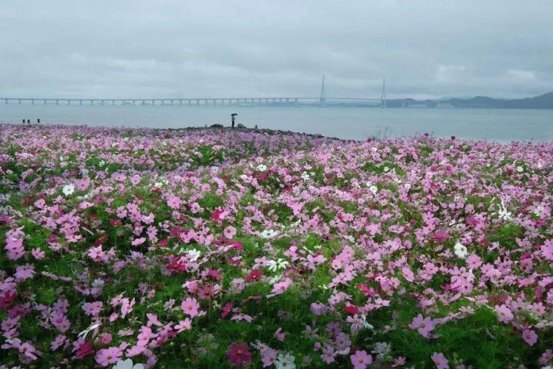 又一个引爆朋友圈的拍照好地方出炉,就在咸祥边上_花海