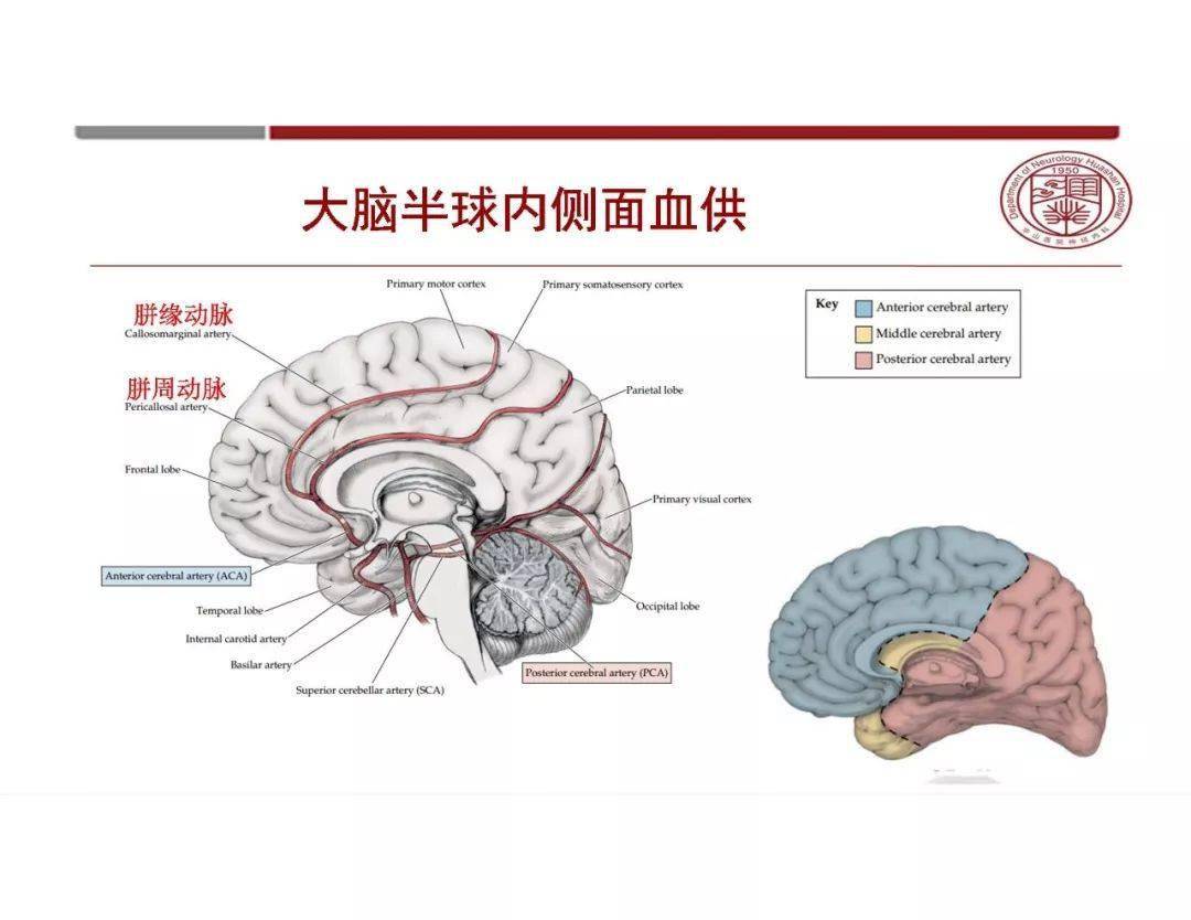 脑血管解剖基础知识