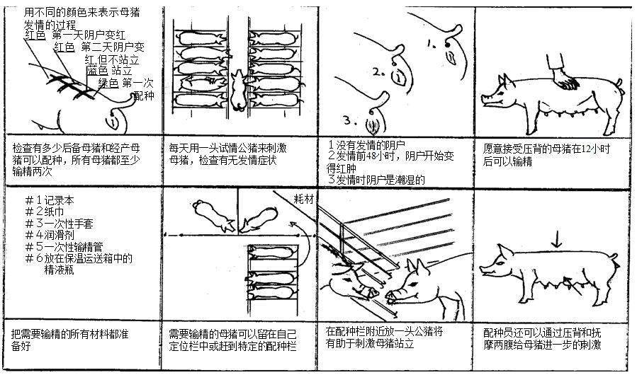 图片 文字的人工授精干货,希望能帮助更多的养猪人正确的掌握这项技术