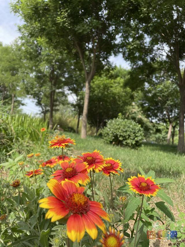 北京亦庄超大规模雏菊花海正在盛花期,五颜六色,颜值爆表!