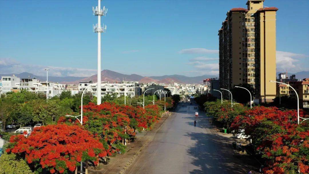 来宾川,感受"火凤凰"的夏天