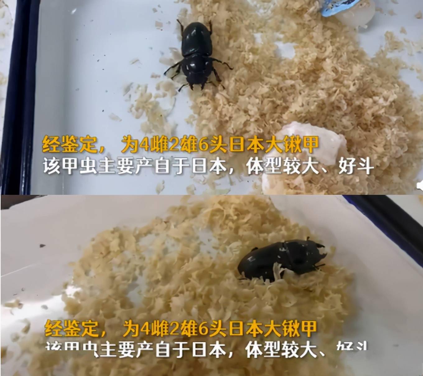 中华大锹甲