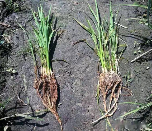 水稻根部颜色对秧苗长势有什么影响