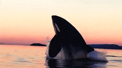 海洋科普1455海洋霸主虎鲸