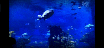 那不妨来一趟 江和美海洋广场 一起 潜入海底世界 探索海洋生物的