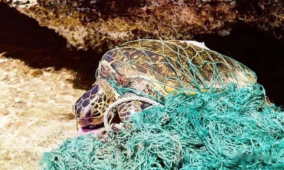 痛心海洋垃圾到底伤害了多少动物