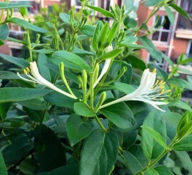 养金银花盆栽简单4步每年开出香香的小花花期延长
