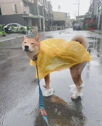 下雨的缘故,淋到雨的柴柴,突然眯着眼睛,露出了一脸享受的舒爽的表情