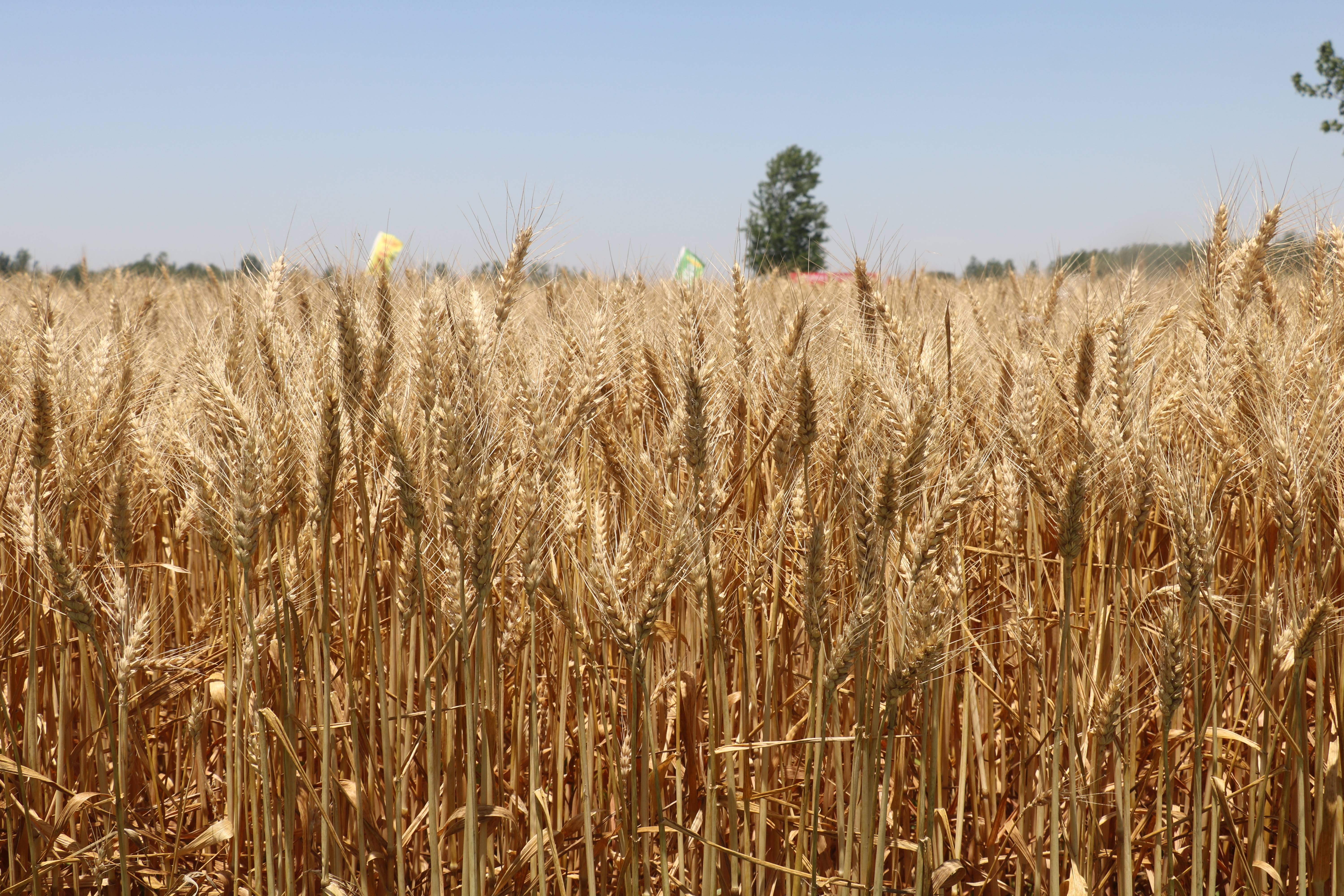 麦收过半!安徽选育小麦品种单产破纪录