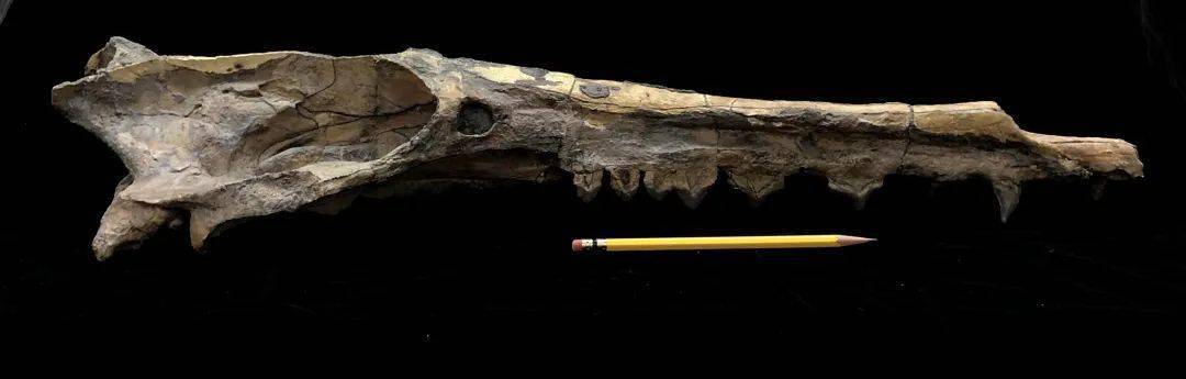 雷明顿鲸( remingtonocetidae ),生活在距今4900~4300万年前,属于
