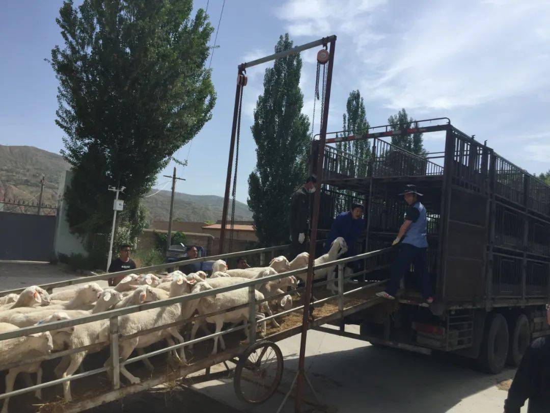 助力乡村振兴新疆自治区沙雅县首批投种还羔湖羊种羊正式装车投放