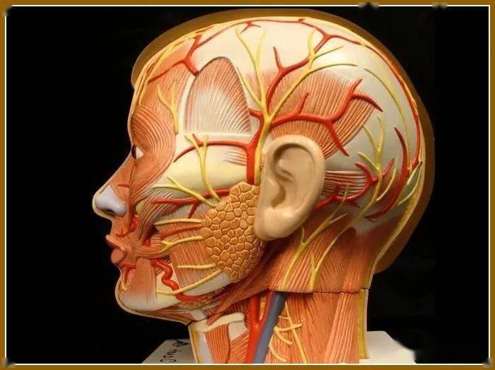 颜面整形要熟知面神经及其分支