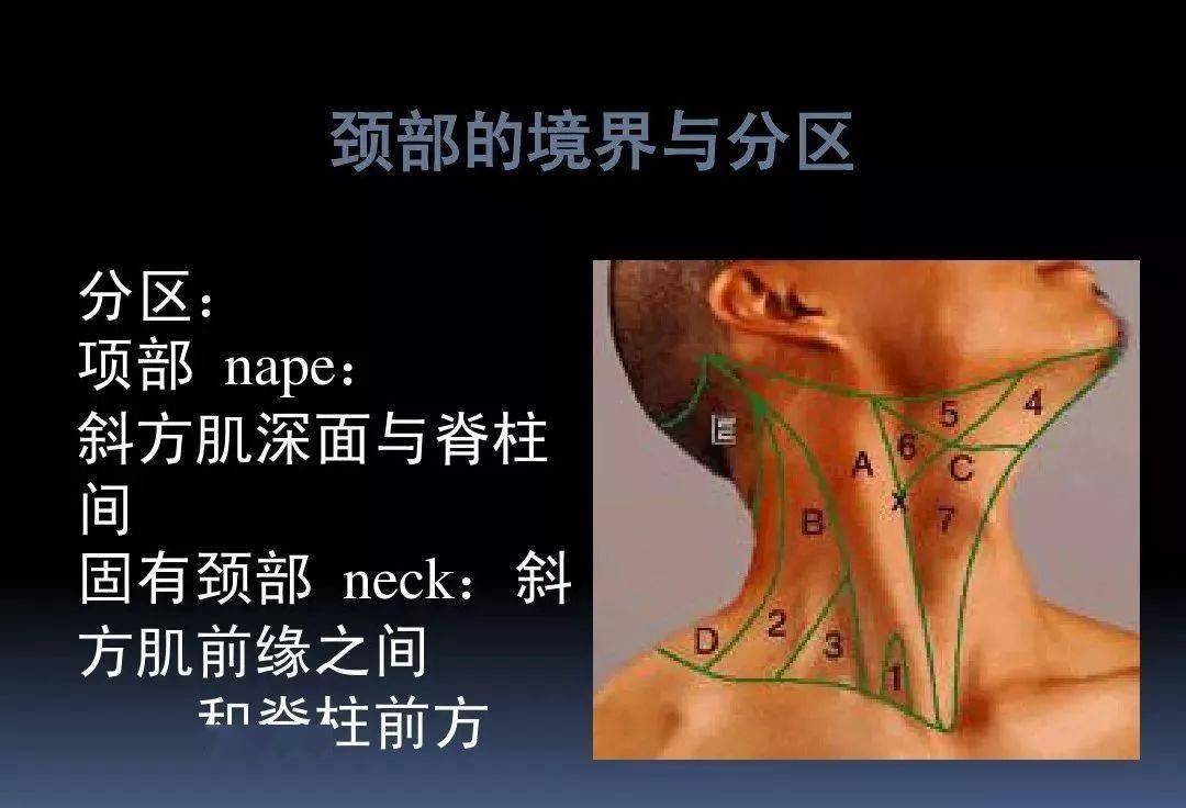 课件3d动画详解颈椎结构颈部解剖