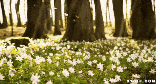 朗诵:会飞的花朵_蝴蝶