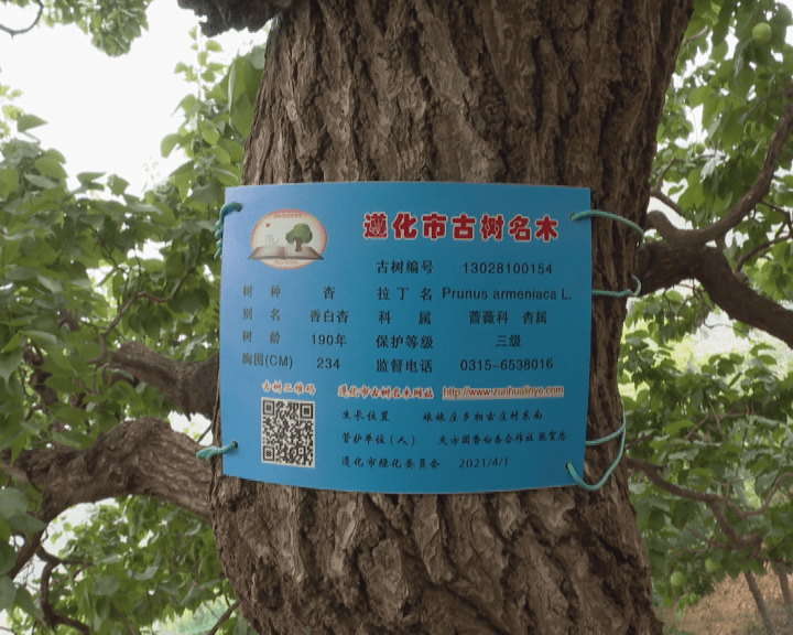 百年古杏树,有了"身份证!