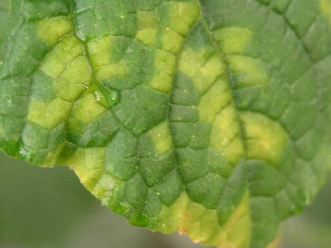 生菜霜霉病叶片背面