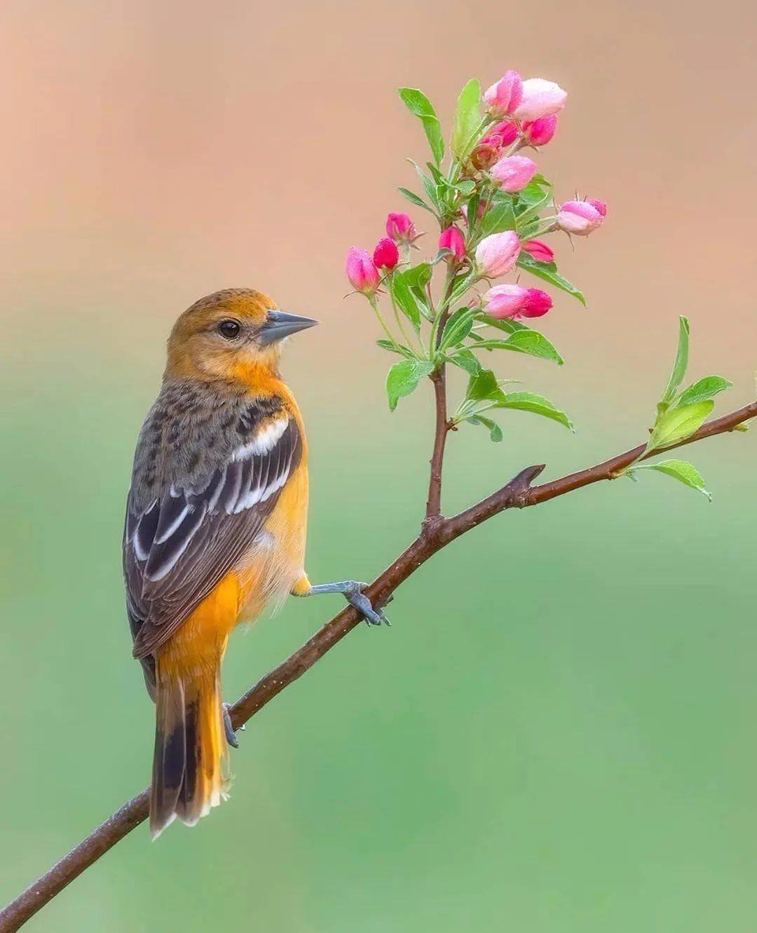 美花·丽鸟