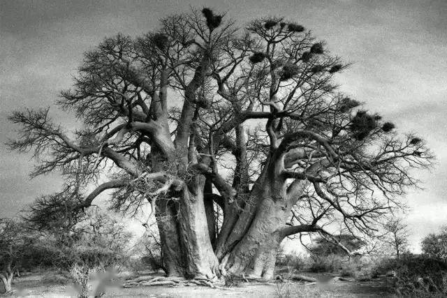 她花了14年时间拍遍全球最古老的树,有的已经4000岁了