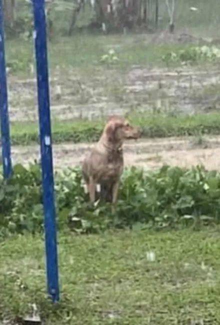 狗子非要跑去淋雨,还露出一副苦瓜脸,主人笑哭:没虐待