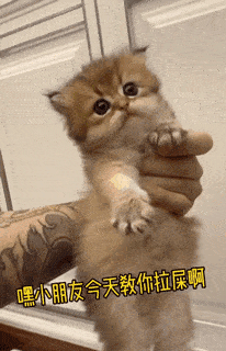 网友 @邓峰萌萌摔肿了心血来潮,准备教小奶猫上厕所.