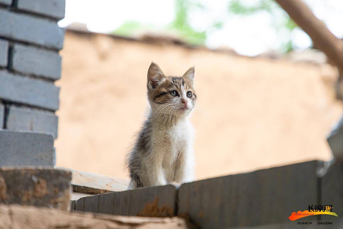 一只小猫站在墙头看向远处.长城网记者 李皓 摄