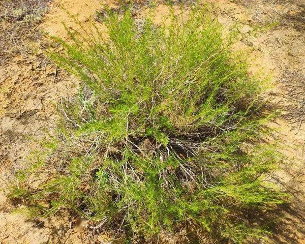 图2.油蒿(artemisia ordosica)