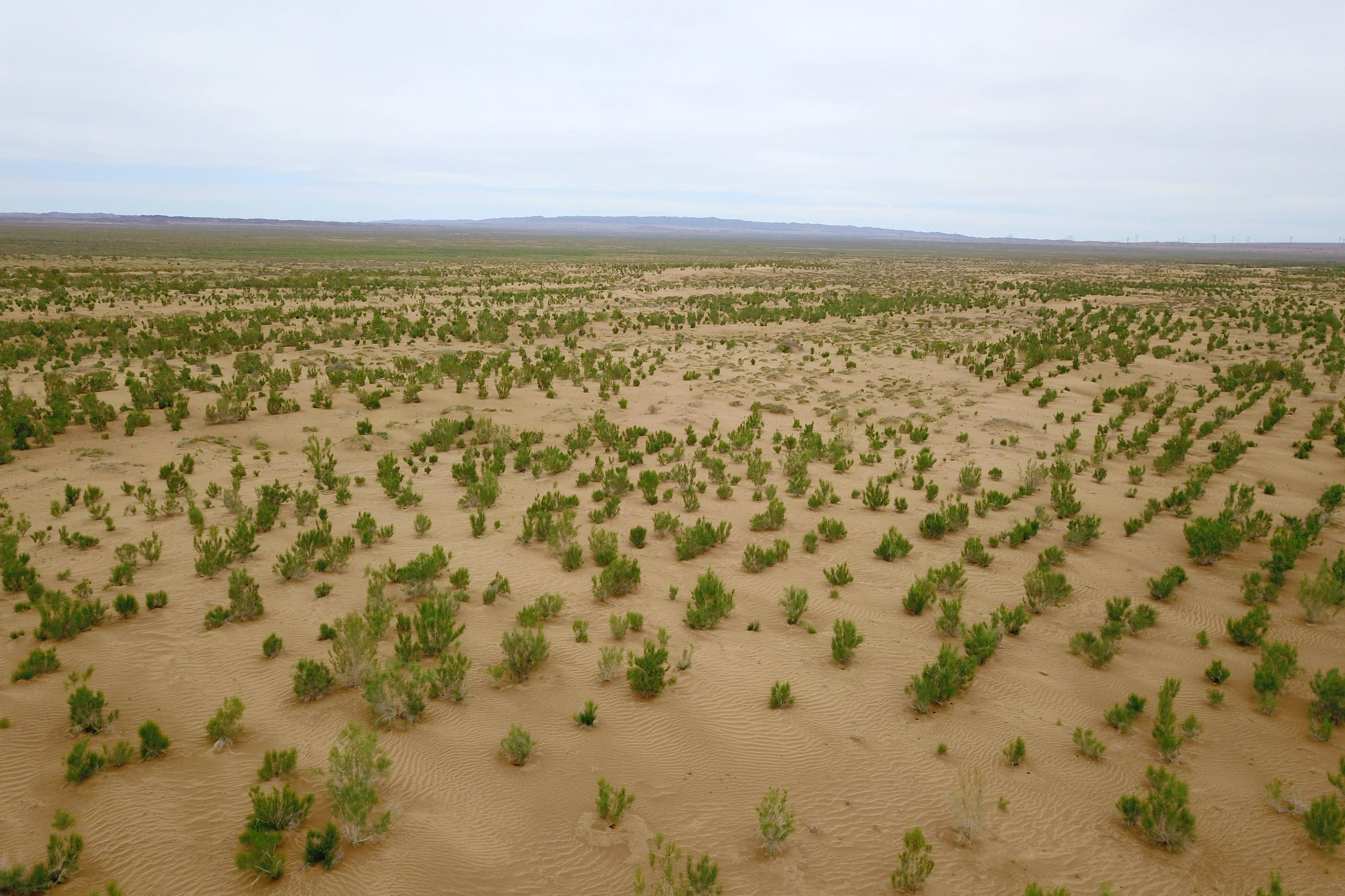 这是6月16日拍摄的临泽县北部干旱荒漠沙化土地封禁保护区(无人机照片