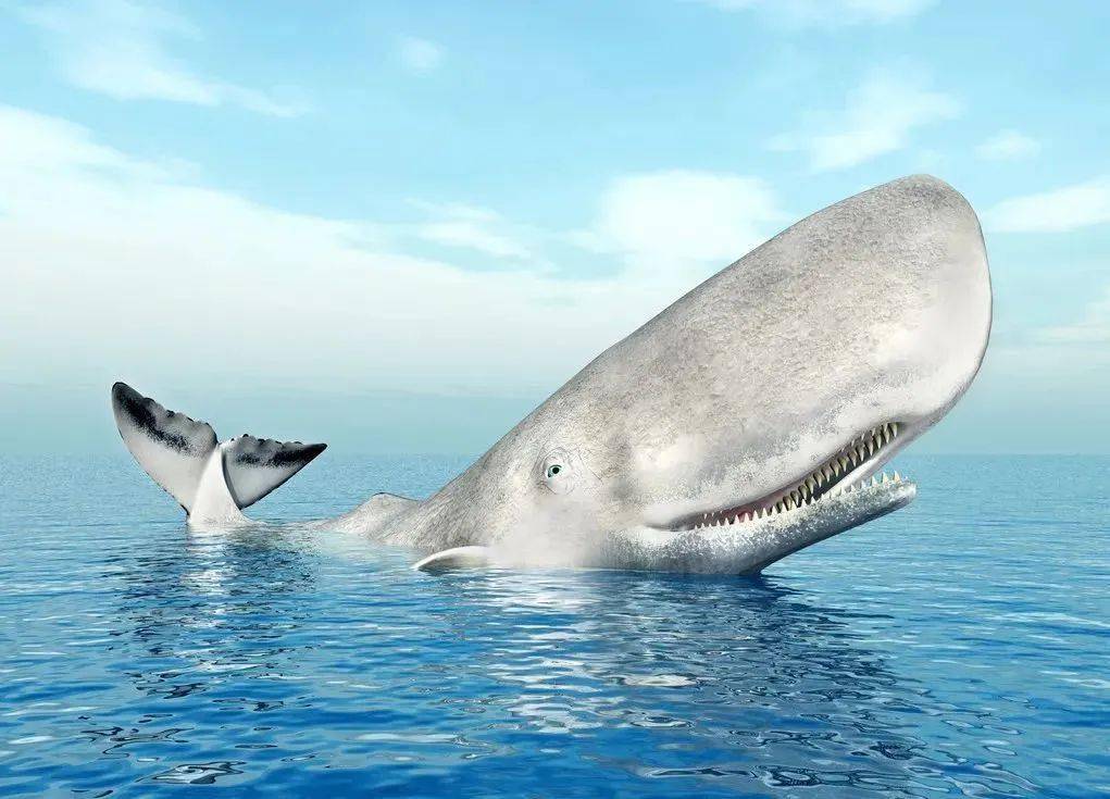 海洋科普(1471)| 深海里的神奇动物——抹香鲸