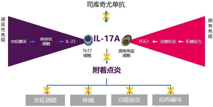 诸多研究表明,il-17a抑制剂司库奇尤单抗可以多层面调控as的病理进程