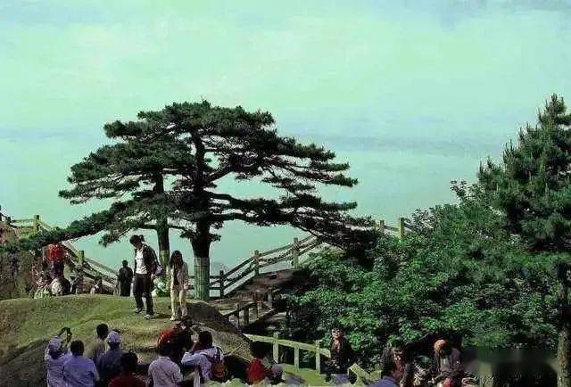 "寿比南山不老松"竟真实存在!9000年不变,见者增福长寿!