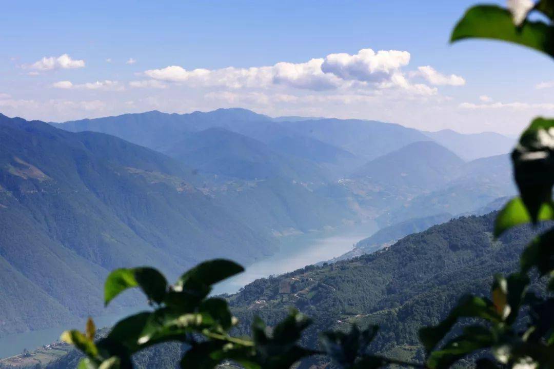 邦东,陈香纯正,滋味浓强-龙润茶·藏香原料-原料产地龙润茶·藏香