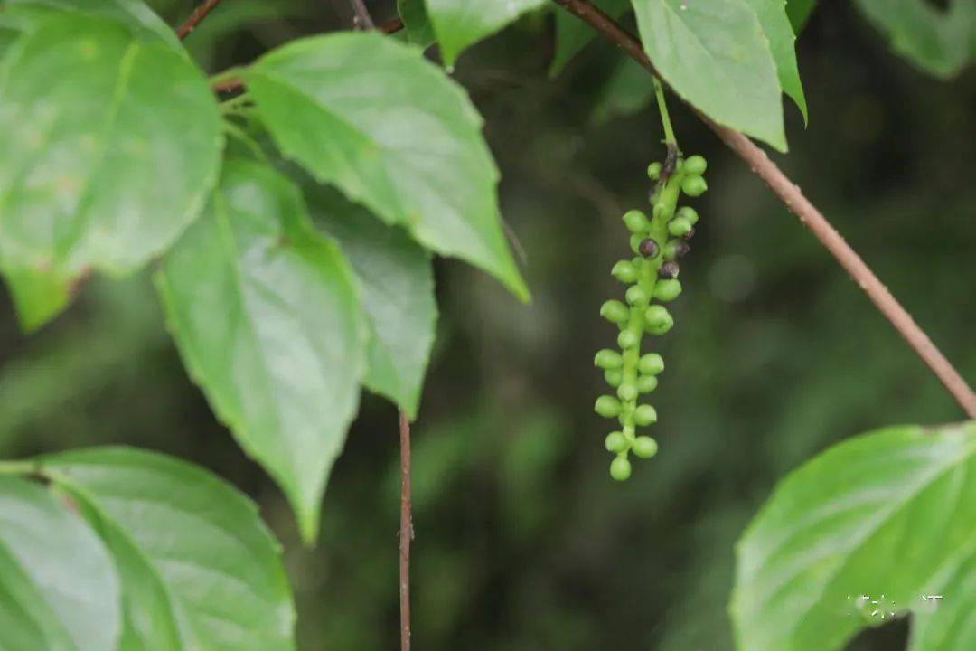 科五味子属6,华中五味子 schisandra sphenanthera五味子科冷饭藤属5