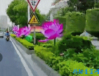 网友们纷纷点赞,更直呼揭阳市出水莲花地,取莲花出淤泥而不染的高洁